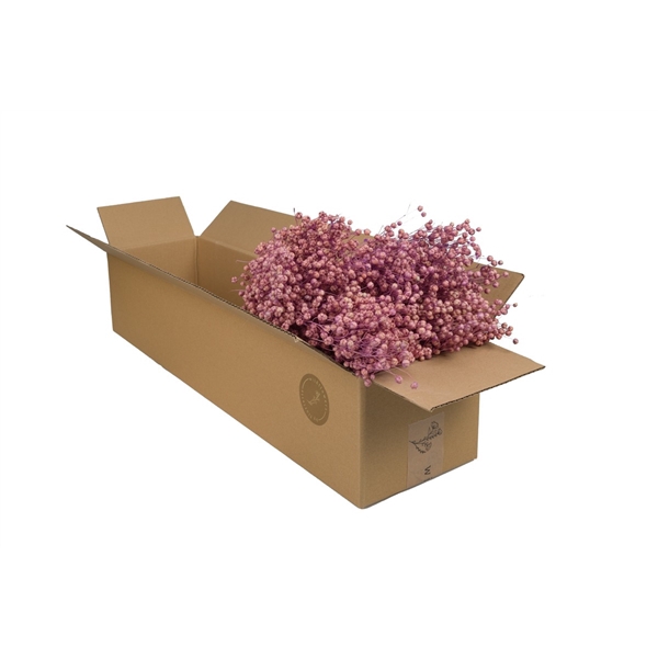 Droogbloemen-Linium Lilac Pastel