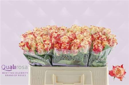 <h4>R GR CHAPEAU</h4>