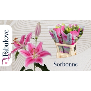 LI OR SORBONNE
