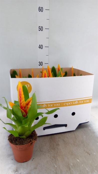 <h4>Vriesea  'Delphinus'</h4>