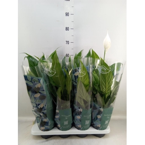 Spathiphyllum  'Sweet Benito'