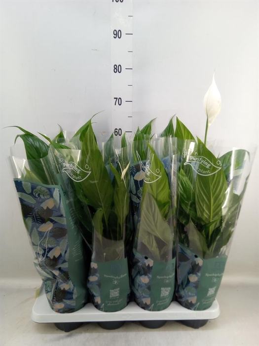 <h4>Spathiphyllum  'Sweet Benito'</h4>