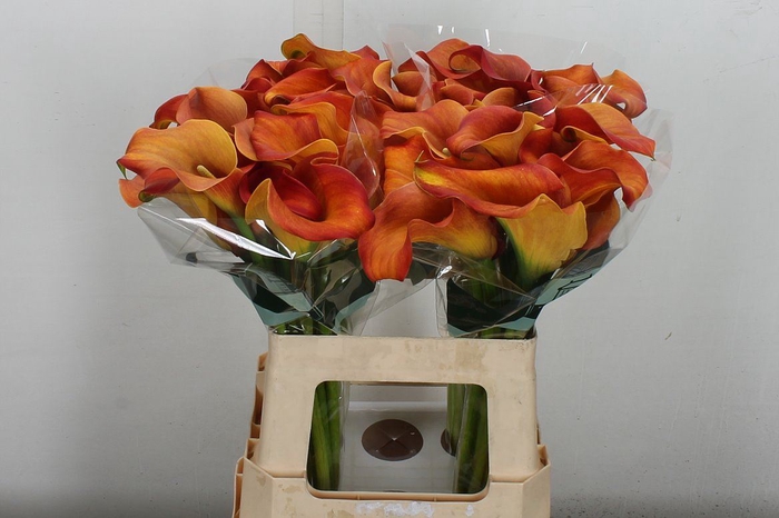 <h4>Zantedeschia  'Callista'</h4>