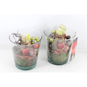 arr4 Amaryllis MB - Glas potje 234/4 RD