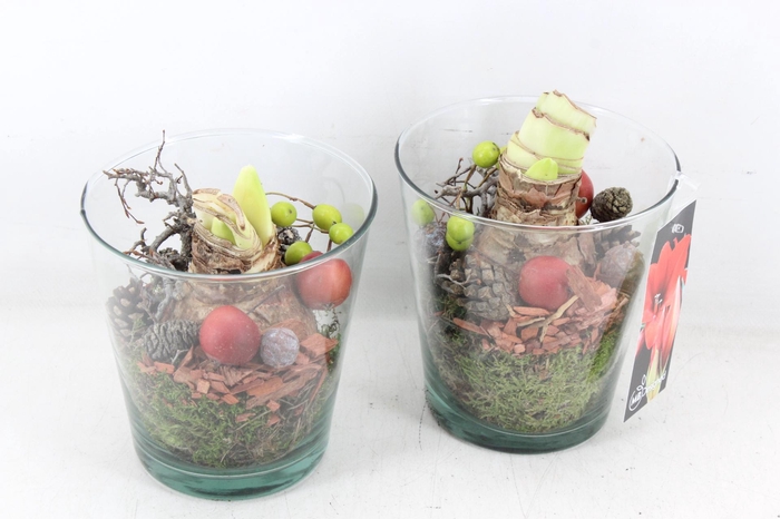<h4>arr4 Amaryllis MB - Glas potje 234/4 RD</h4>