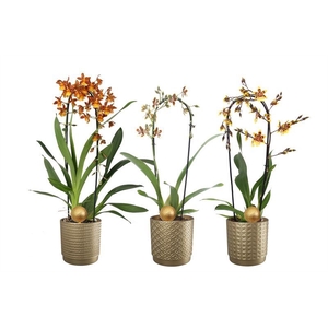 Sarah p12 gold mix Cambria cascade mix 1T10+