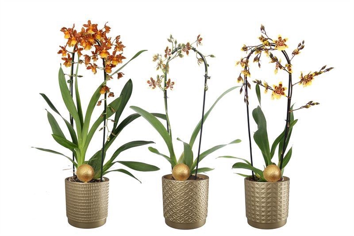 <h4>Sarah p12 gold mix Cambria cascade mix 1T10+</h4>