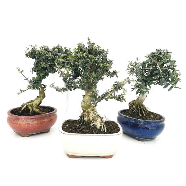 <h4>Olea sylvestris, pot 16cm.</h4>