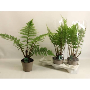 Cyathea australis 17Ø 70cm