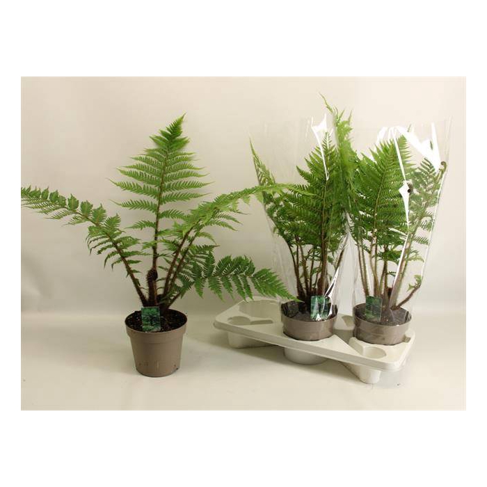 <h4>Cyathea australis 17Ø 70cm</h4>