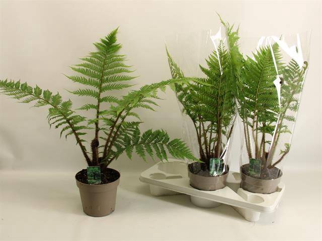 Cyathea australis 17Ø 70cm