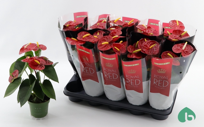 <h4>ANTHU AN ROYAL CHAMP</h4>