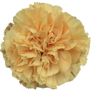 Dianthus st gold
