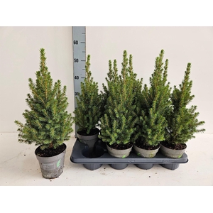 Picea glauca 'Perfecta'