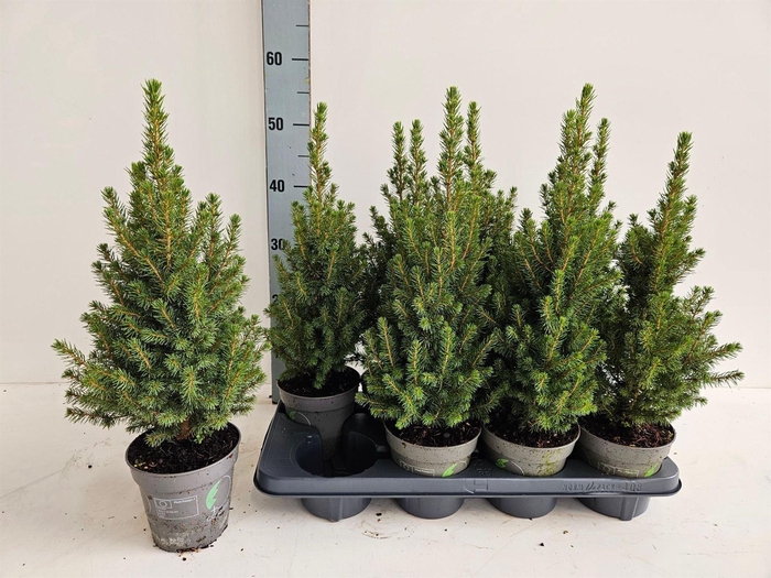 Picea glauca 'Perfecta'