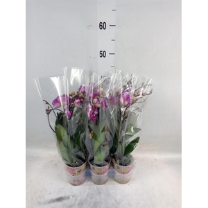 Phalaenopsis multi. 'Ant Morelia'