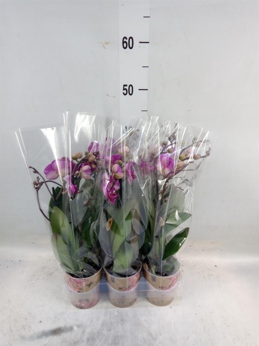 <h4>Phalaenopsis multi. 'Ant Morelia'</h4>