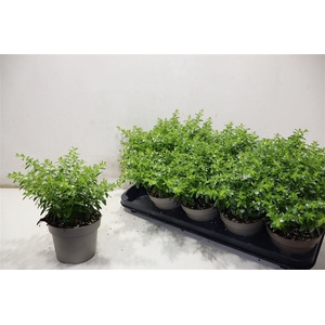 Cuph Hyssopifolia
