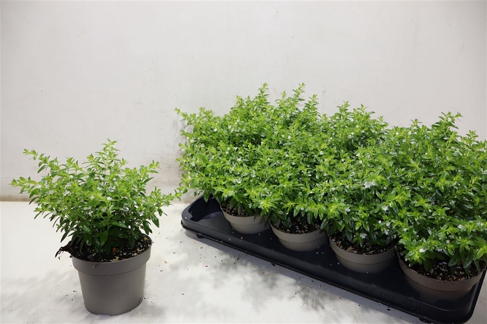 <h4>Cuph Hyssopifolia</h4>