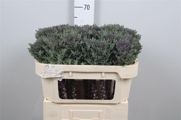 <h4>Brass Crane Queen</h4>