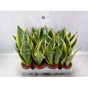 Sansevieria trifa. 'Futura Superba'