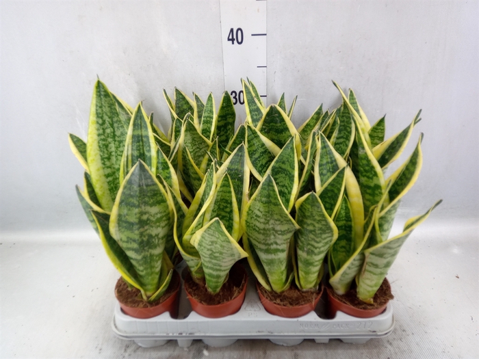 Sansevieria trifa. 'Futura Superba'