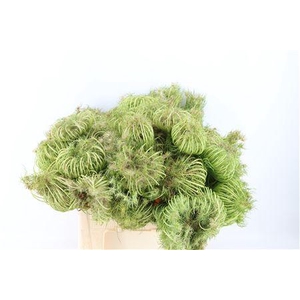 AMMI MAJUS SEED HEADS NATURAL MEDIU