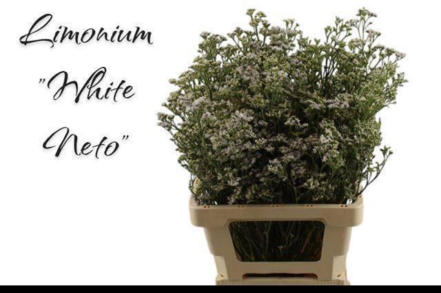 <h4>LIM WHITE NETO</h4>