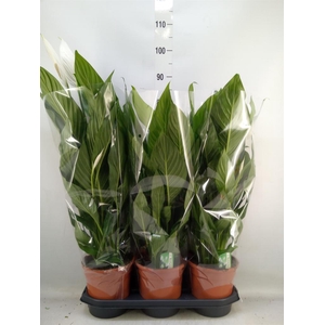 Spathiphyllum  'Bingo Cupido'