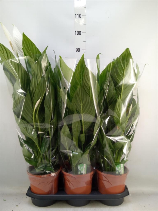 <h4>Spathiphyllum  'Bingo Cupido'</h4>