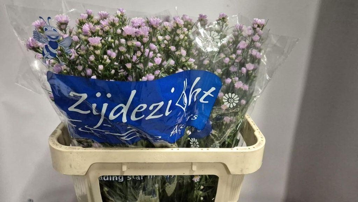 <h4>ASTER CLAUDIA ASTER CLAUDIA</h4>