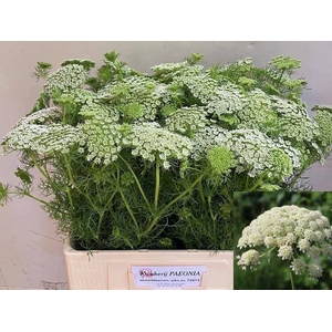 AMMI VIS CASABLANCA