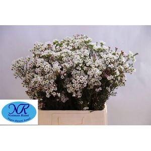 Chamelaucium uncinatum overig