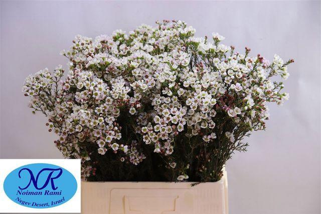 <h4>Chamelaucium uncinatum overig</h4>