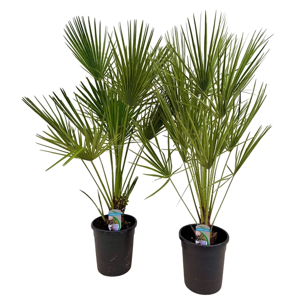 <h4>Chamaerops humilis P21</h4>