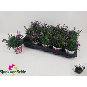 DIAN PICTURE PERFECT