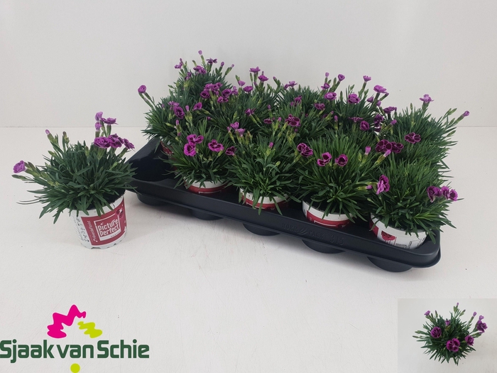 <h4>DIAN PICTURE PERFECT</h4>