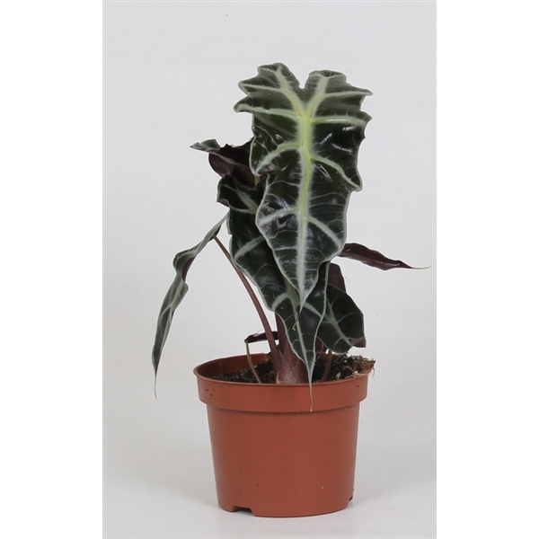 <h4>Alocasia 'Polly'</h4>