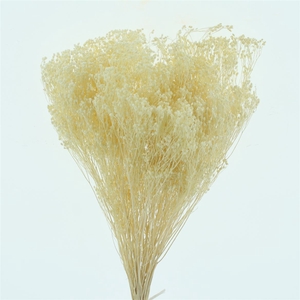 Dried Broom Bloom Bleached White