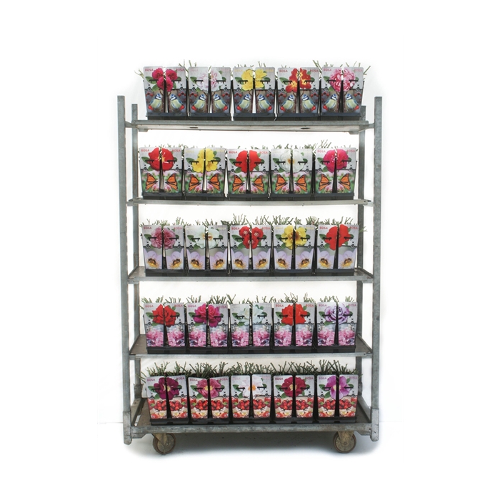 <h4>Urban Gardening Roses 2L</h4>