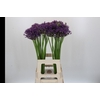 Allium Jackpot