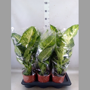 Dieffenbachia  'Mars'