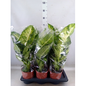 Dieffenbachia  'Mars'