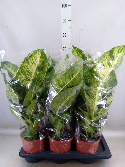 <h4>Dieffenbachia  'Mars'</h4>