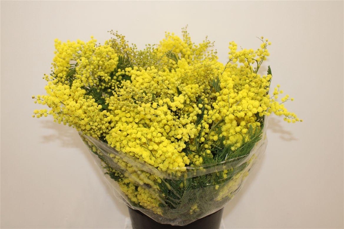 <h4>Mimosa Mirandole P Bunch</h4>