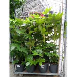 Fatsia japonica   ...