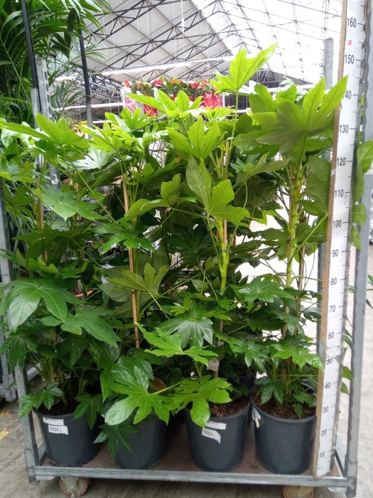 <h4>Fatsia japonica   ...</h4>