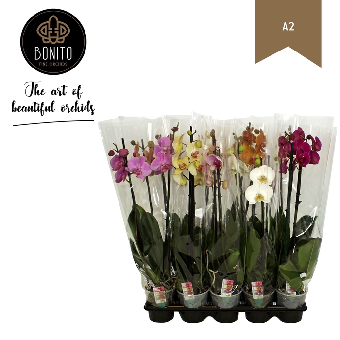 <h4>Phal Gemengd 1 Tak A2</h4>