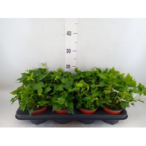 Hedera helix 'Wonder'
