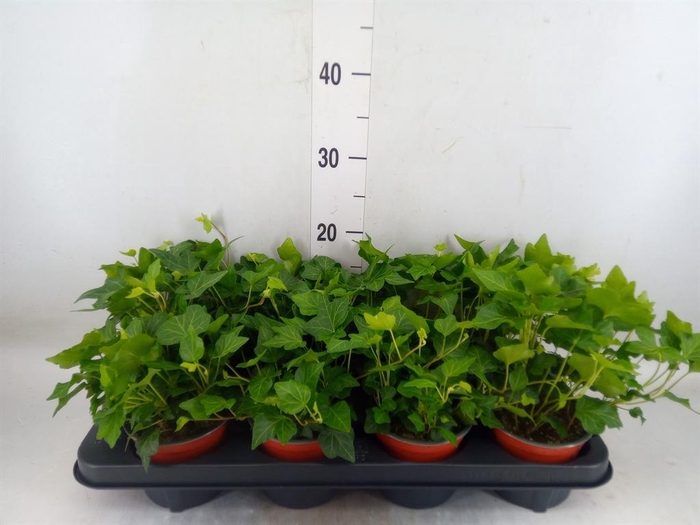 <h4>Hedera helix 'Wonder'</h4>